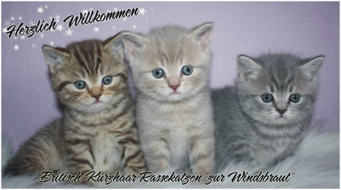 Windsbrautmiezen